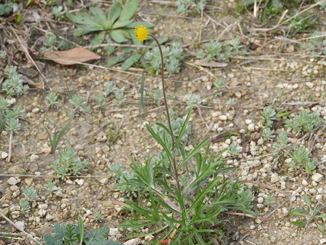 Tetraneuris scaposa var. argyrocaulon (Stemmy four-nerve daisy) #89242