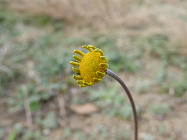 Tetraneuris scaposa var. argyrocaulon (Stemmy four-nerve daisy) #89243