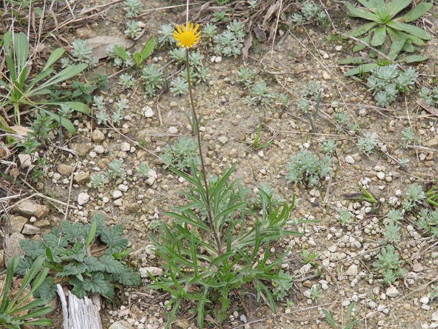 Tetraneuris scaposa var. argyrocaulon (Stemmy four-nerve daisy) #89244