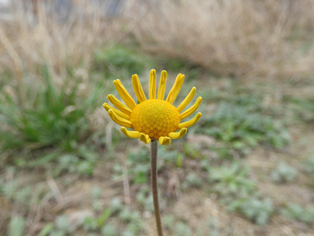 Tetraneuris scaposa var. argyrocaulon (Stemmy four-nerve daisy) #89245