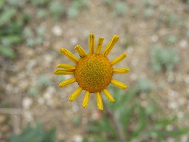 Tetraneuris scaposa var. argyrocaulon (Stemmy four-nerve daisy) #89246