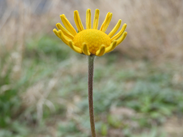 Tetraneuris scaposa var. argyrocaulon (Stemmy four-nerve daisy) #89247