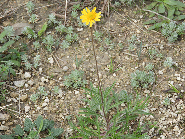 Tetraneuris scaposa var. argyrocaulon (Stemmy four-nerve daisy) #89248