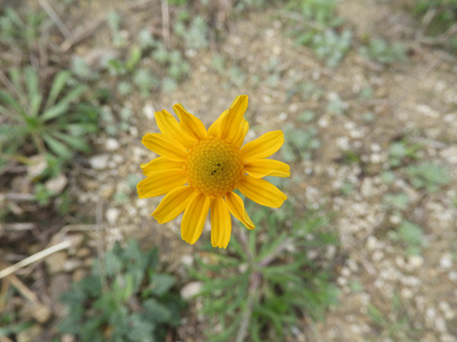 Tetraneuris scaposa var. argyrocaulon (Stemmy four-nerve daisy) #89249