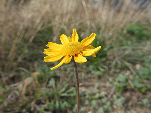 Tetraneuris scaposa var. argyrocaulon (Stemmy four-nerve daisy) #89250