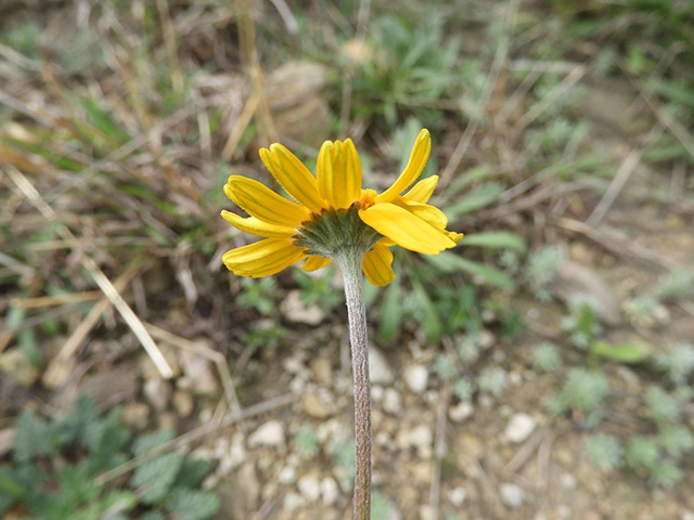 Tetraneuris scaposa var. argyrocaulon (Stemmy four-nerve daisy) #89251