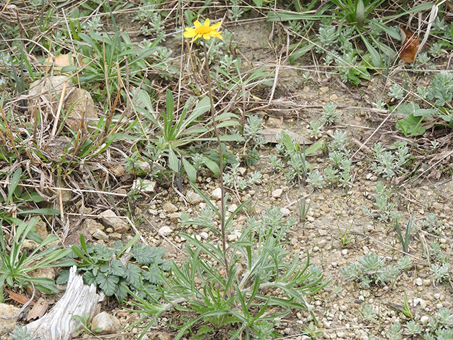 Tetraneuris scaposa var. argyrocaulon (Stemmy four-nerve daisy) #89252