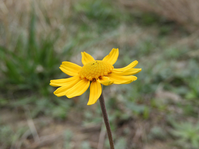 Tetraneuris scaposa var. argyrocaulon (Stemmy four-nerve daisy) #89253