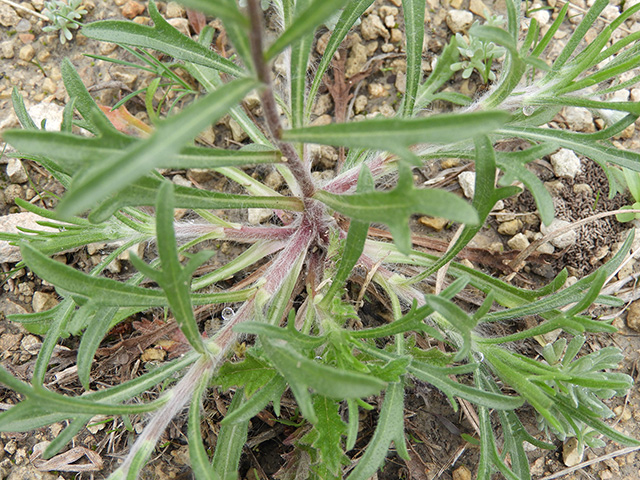 Tetraneuris scaposa var. argyrocaulon (Stemmy four-nerve daisy) #89254