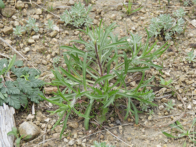 Tetraneuris scaposa var. argyrocaulon (Stemmy four-nerve daisy) #89255