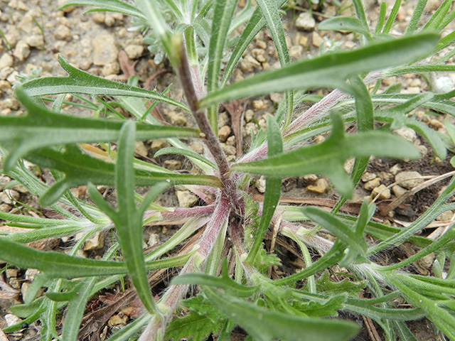 Tetraneuris scaposa var. argyrocaulon (Stemmy four-nerve daisy) #89256