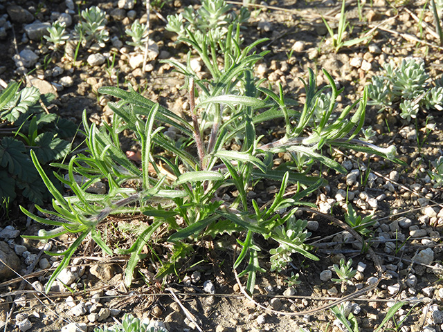 Tetraneuris scaposa var. argyrocaulon (Stemmy four-nerve daisy) #89257