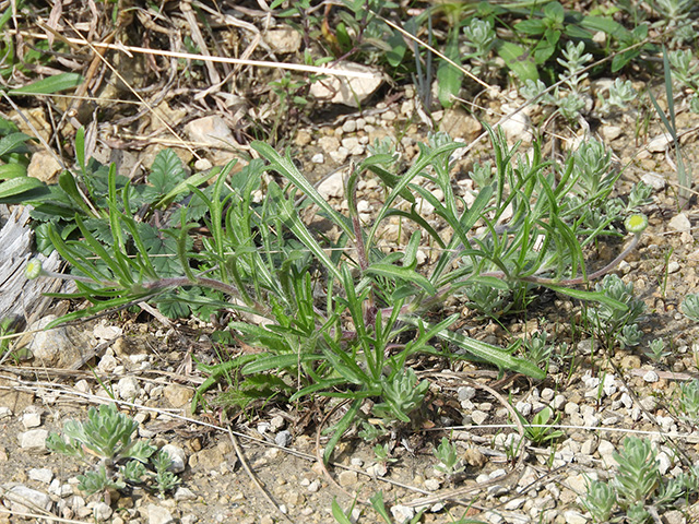 Tetraneuris scaposa var. argyrocaulon (Stemmy four-nerve daisy) #89258