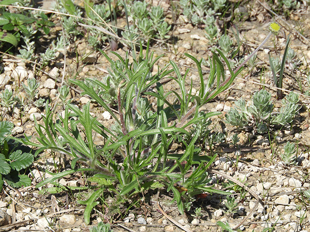 Tetraneuris scaposa var. argyrocaulon (Stemmy four-nerve daisy) #89259