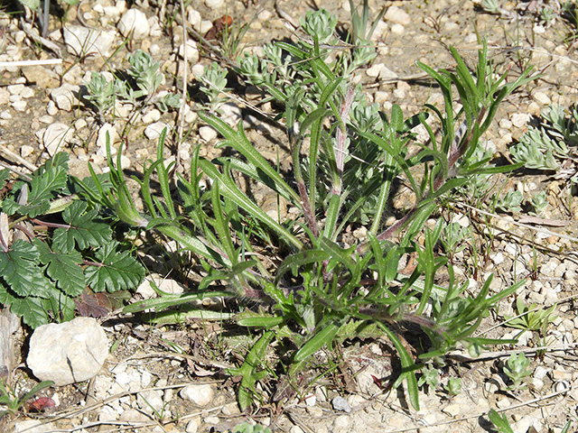 Tetraneuris scaposa var. argyrocaulon (Stemmy four-nerve daisy) #89260