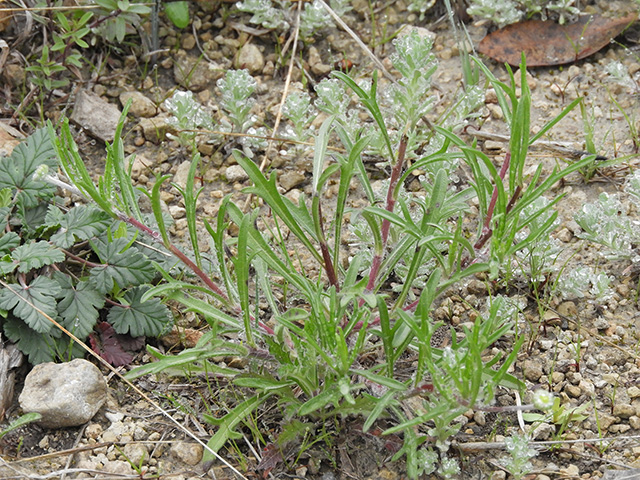 Tetraneuris scaposa var. argyrocaulon (Stemmy four-nerve daisy) #89261