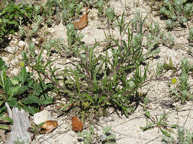 Tetraneuris scaposa var. argyrocaulon (Stemmy four-nerve daisy) #89262