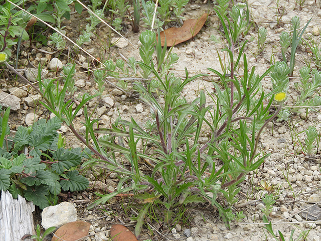 Tetraneuris scaposa var. argyrocaulon (Stemmy four-nerve daisy) #89263