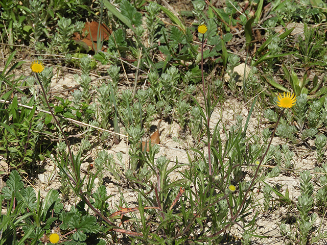 Tetraneuris scaposa var. argyrocaulon (Stemmy four-nerve daisy) #89264