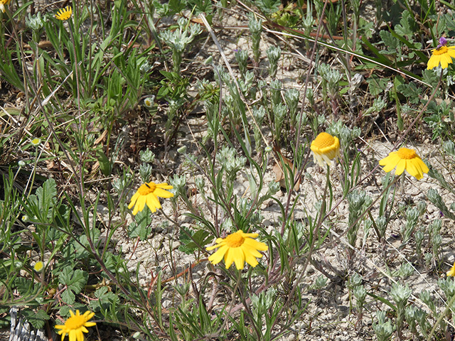 Tetraneuris scaposa var. argyrocaulon (Stemmy four-nerve daisy) #89266