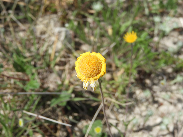 Tetraneuris scaposa var. argyrocaulon (Stemmy four-nerve daisy) #89267