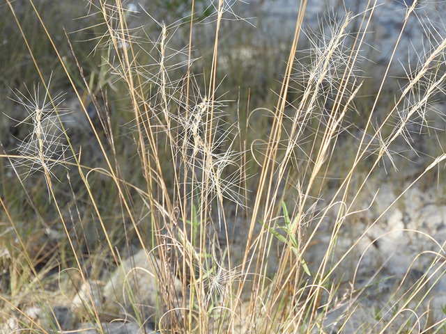 Aristida purpurea var. nealleyi (Blue threeawn) #89341