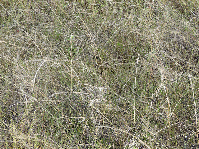 Aristida purpurea var. nealleyi (Blue threeawn) #89342