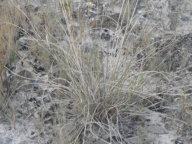 Aristida purpurea var. nealleyi (Blue threeawn) #89349