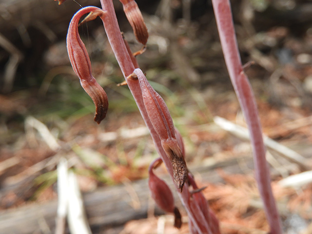 Hexalectris nitida (Glass mountain crested coralroot) #89469