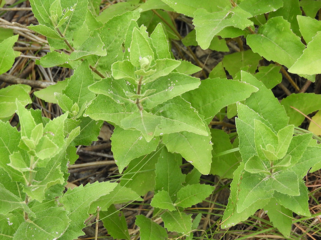 Verbesina lindheimeri (Lindheimer's crownbeard) #89525