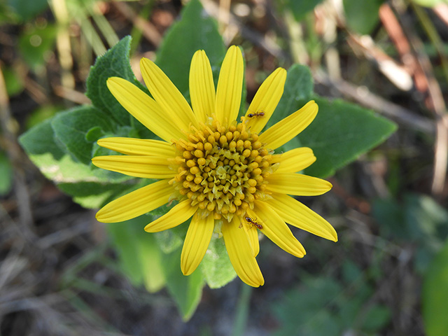 Verbesina lindheimeri (Lindheimer's crownbeard) #89528