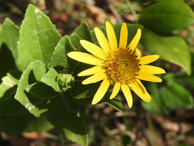 Verbesina lindheimeri (Lindheimer's crownbeard) #89538