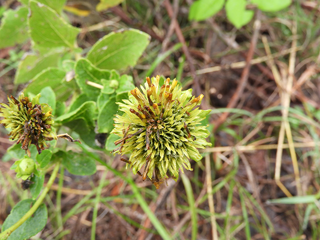 Verbesina lindheimeri (Lindheimer's crownbeard) #89560