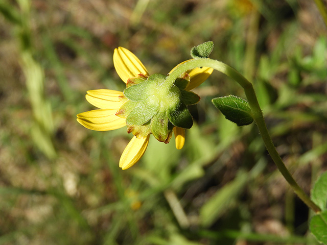 Verbesina lindheimeri (Lindheimer's crownbeard) #89571