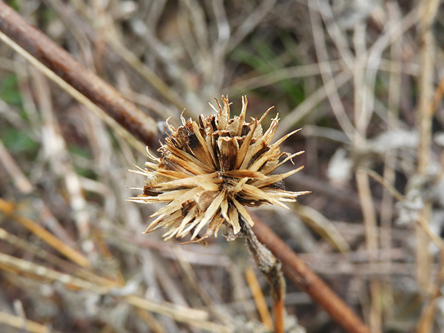 Verbesina lindheimeri (Lindheimer's crownbeard) #89574