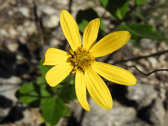 Verbesina lindheimeri (Lindheimer's crownbeard) #89588