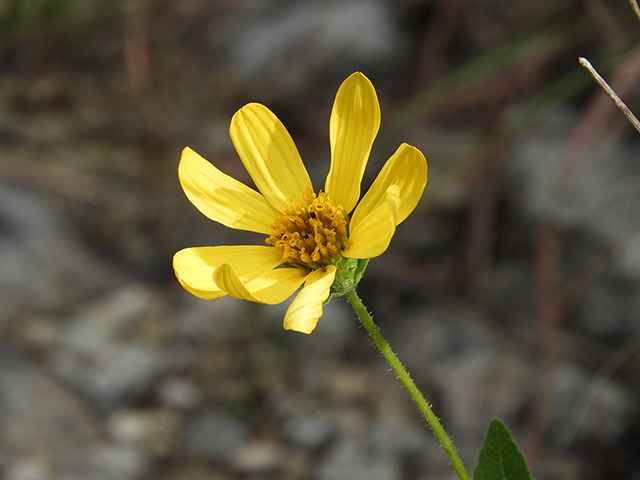 Verbesina lindheimeri (Lindheimer's crownbeard) #89598