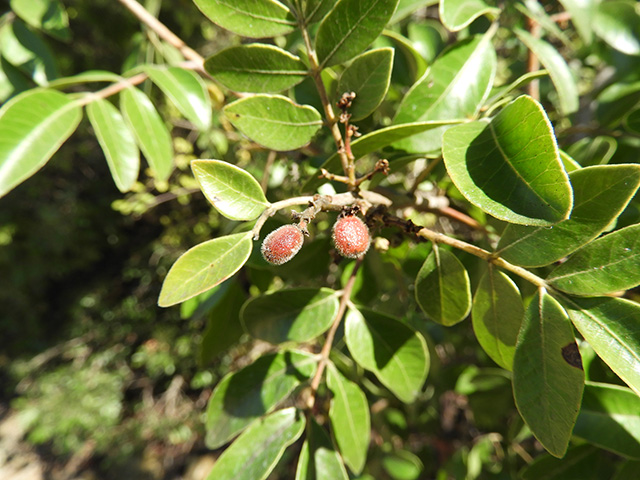 Rhus virens (Evergreen sumac) #89683