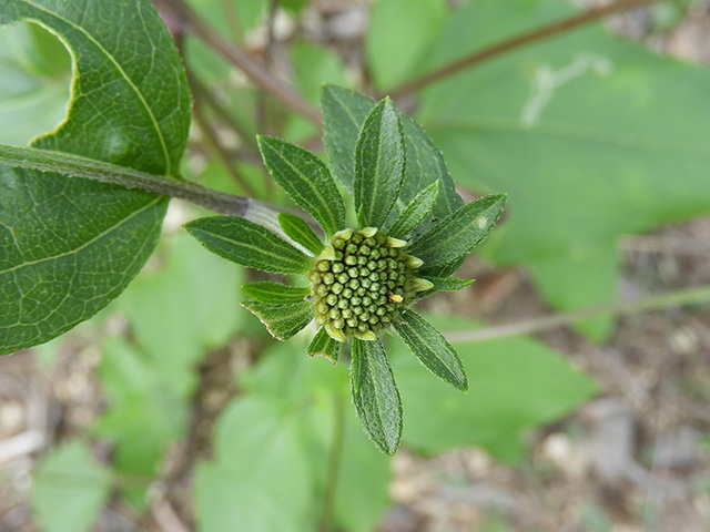 Viguiera dentata var. dentata (Toothleaf goldeneye) #90569