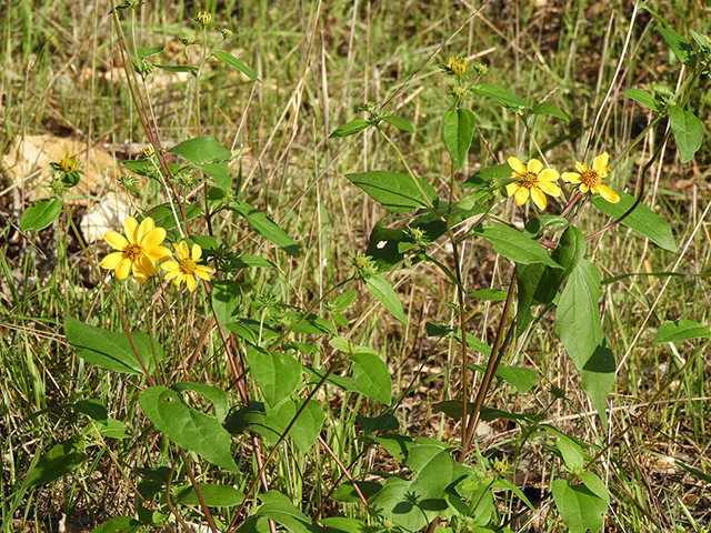 Viguiera dentata var. dentata (Toothleaf goldeneye) #90576