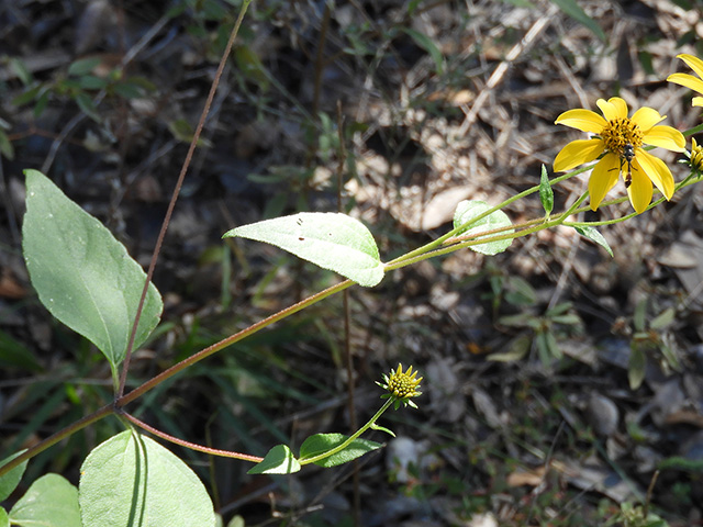 Viguiera dentata var. dentata (Toothleaf goldeneye) #90600