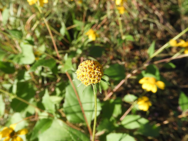 Viguiera dentata var. dentata (Toothleaf goldeneye) #90610