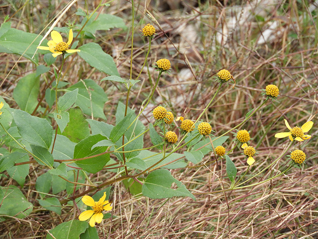 Viguiera dentata var. dentata (Toothleaf goldeneye) #90623