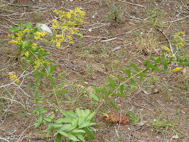 Solidago nemoralis var. nemoralis (Gray goldenrod) #90792