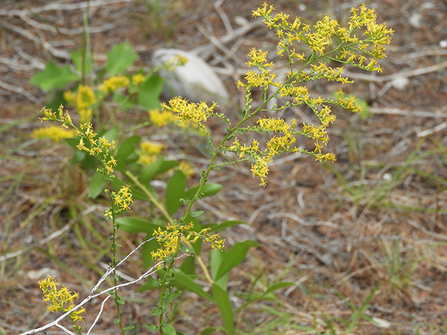 Solidago nemoralis var. nemoralis (Gray goldenrod) #90793