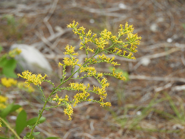 Solidago nemoralis var. nemoralis (Gray goldenrod) #90794