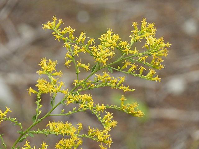 Solidago nemoralis var. nemoralis (Gray goldenrod) #90795