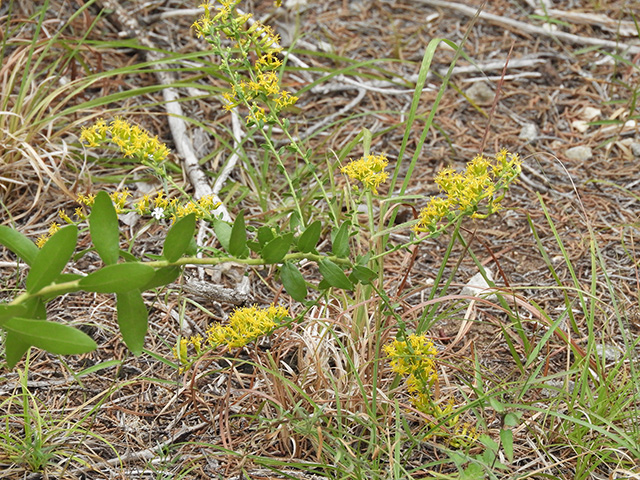 Solidago nemoralis var. nemoralis (Gray goldenrod) #90796