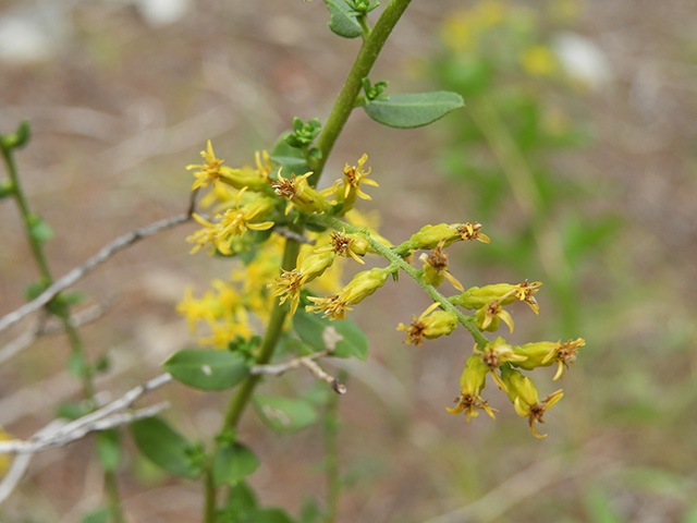 Solidago nemoralis var. nemoralis (Gray goldenrod) #90797