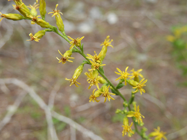 Solidago nemoralis var. nemoralis (Gray goldenrod) #90798